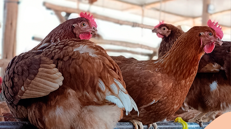 Somos Granja San Diego - Perú